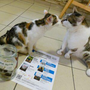 koty w kinie meduza