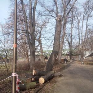 Wycinka w Parku Nadodrzańskim w Opolu