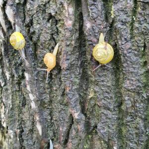 Ślimaki na drzewach w Opolu