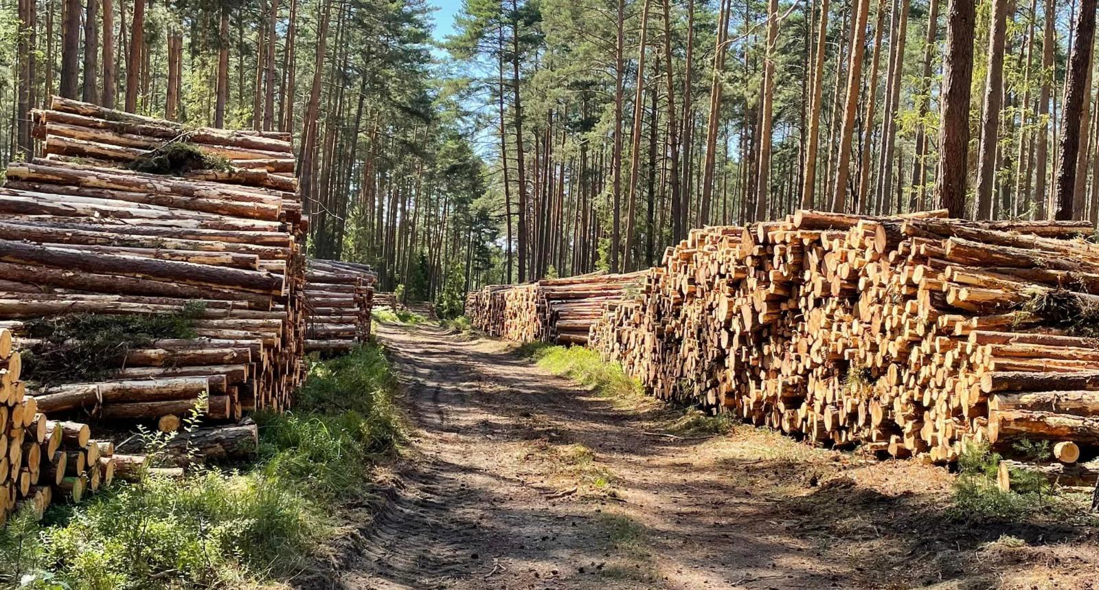 Wycinka lasów w wojewódzkie opolskim