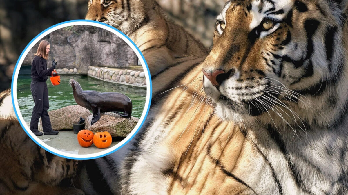 W zoo w Opolu ma powstać nowy pawilon. „Novum na skalę europejską”