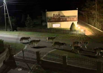 wilki na ulicy w Opolu