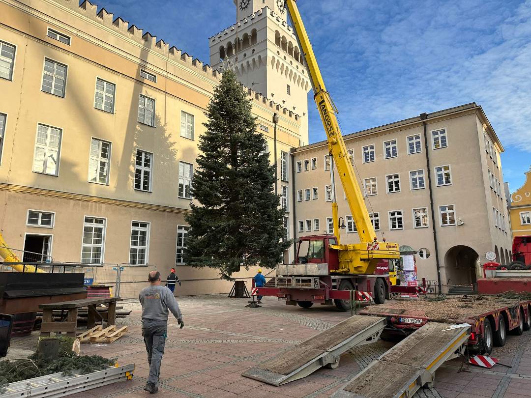 Wielka choinka stanęła na rynku w Opolu. Ciężki sprzęt w akcji
