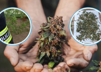 uprawa marihuany Kietrz