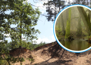 nowe rezerwaty przyrody w Opolskim