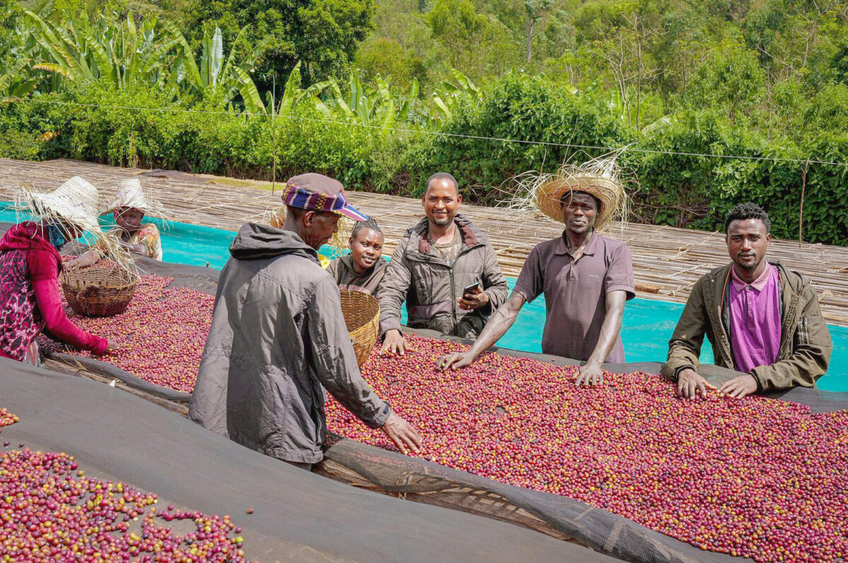 Rekordowy wzrost cen kawy i kakao: Czy czeka nas koniec taniej matchy i kawiarnianych spotkań?