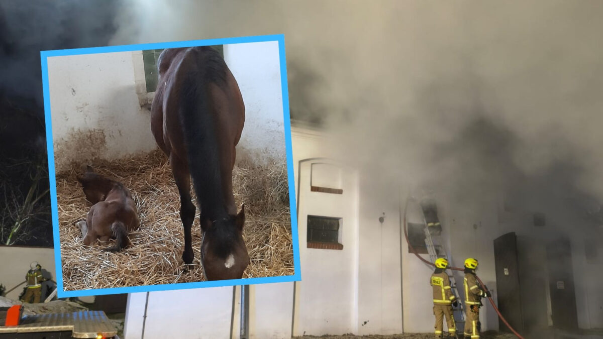 Stadnina w Mosznej zbiórka