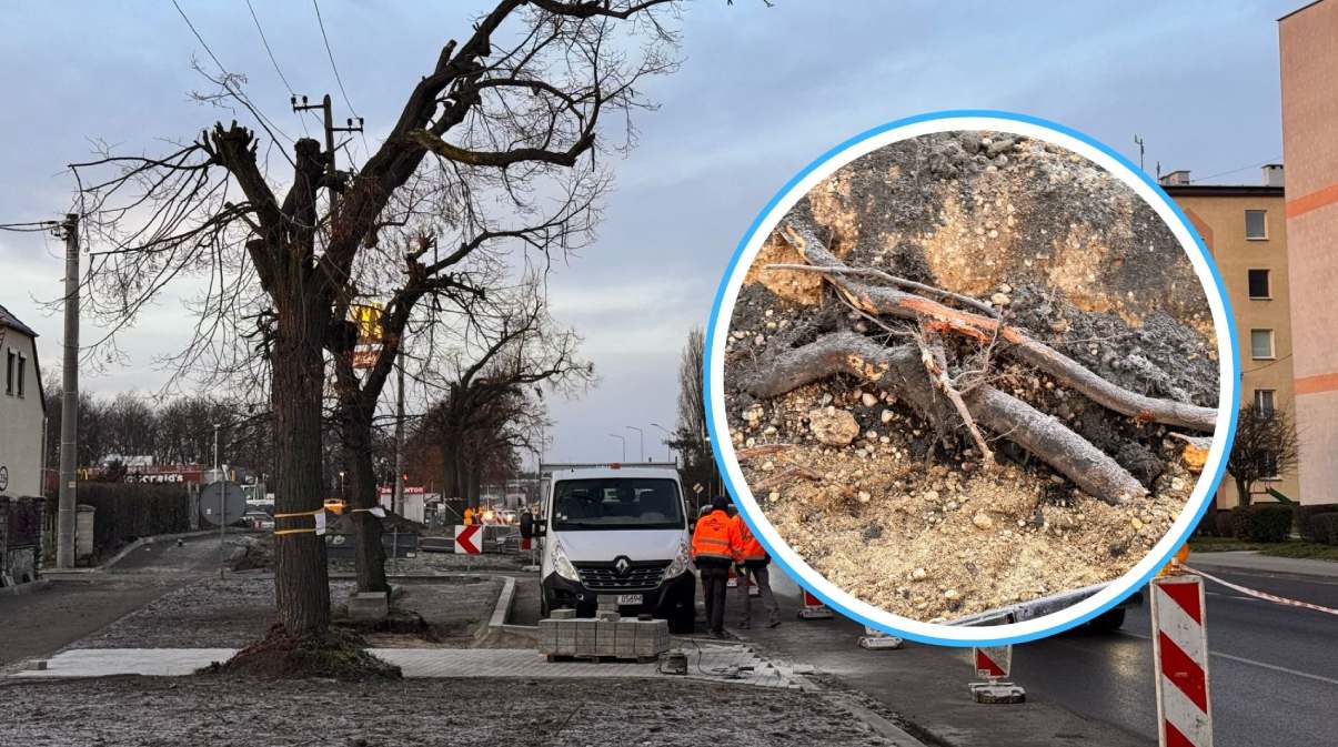 Przyrodnicy: Okaleczyli drzewa! Drogowcy: I tak są do wycięcia