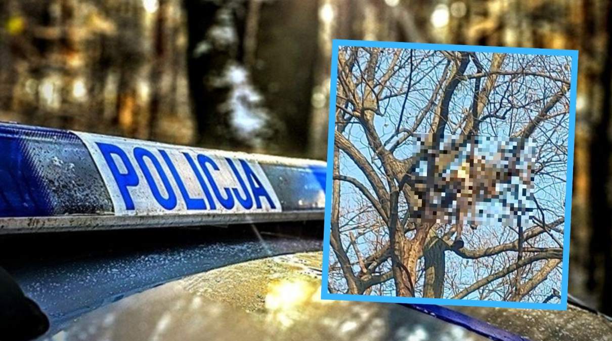 Zwłoki na drzewie w zwanowicach