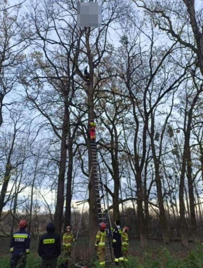 Tajemnica zwłok na drzewie wyjaśniona. „Mogły tam wisieć ponad rok”