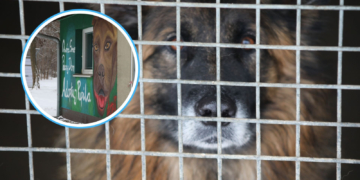 Akcja „Mrozy” w schronisku w Opolu