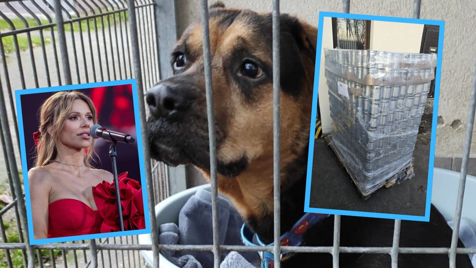 Schronisko w Opolu obdarowane za sprawą Dody. „Trudno opisać wzruszenie”