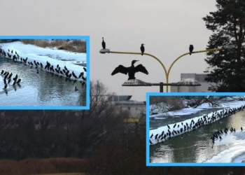 odstrzał kormoranów rdoś w Opolu