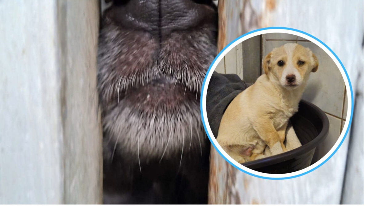 Wyrzucony w worku…jak śmieć. Szczeniak trafił do schroniska w Opolu