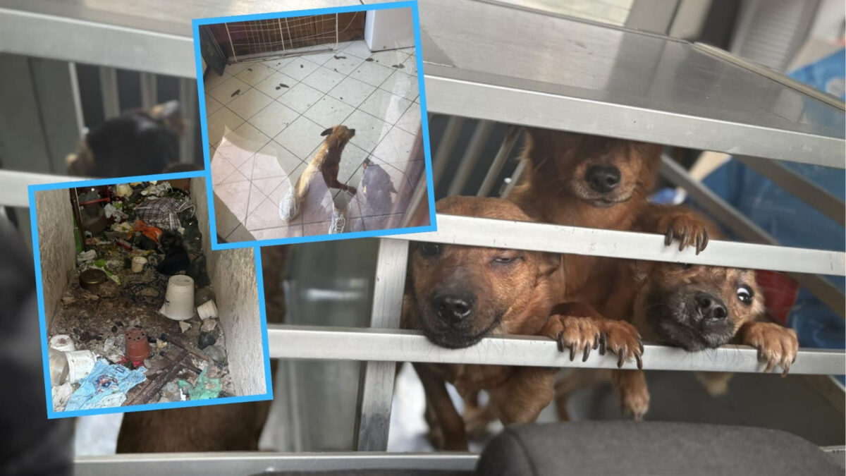 Wstrząsająca interwencja w Lasowicach Wielkich. Głodzone psy i śmieci