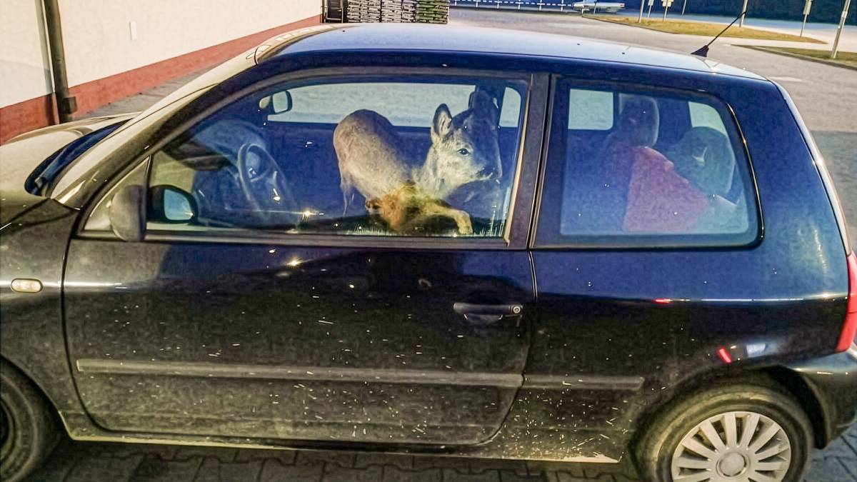 Potrąciła sarnę i posadziła ranne zwierzę na przednim siedzeniu