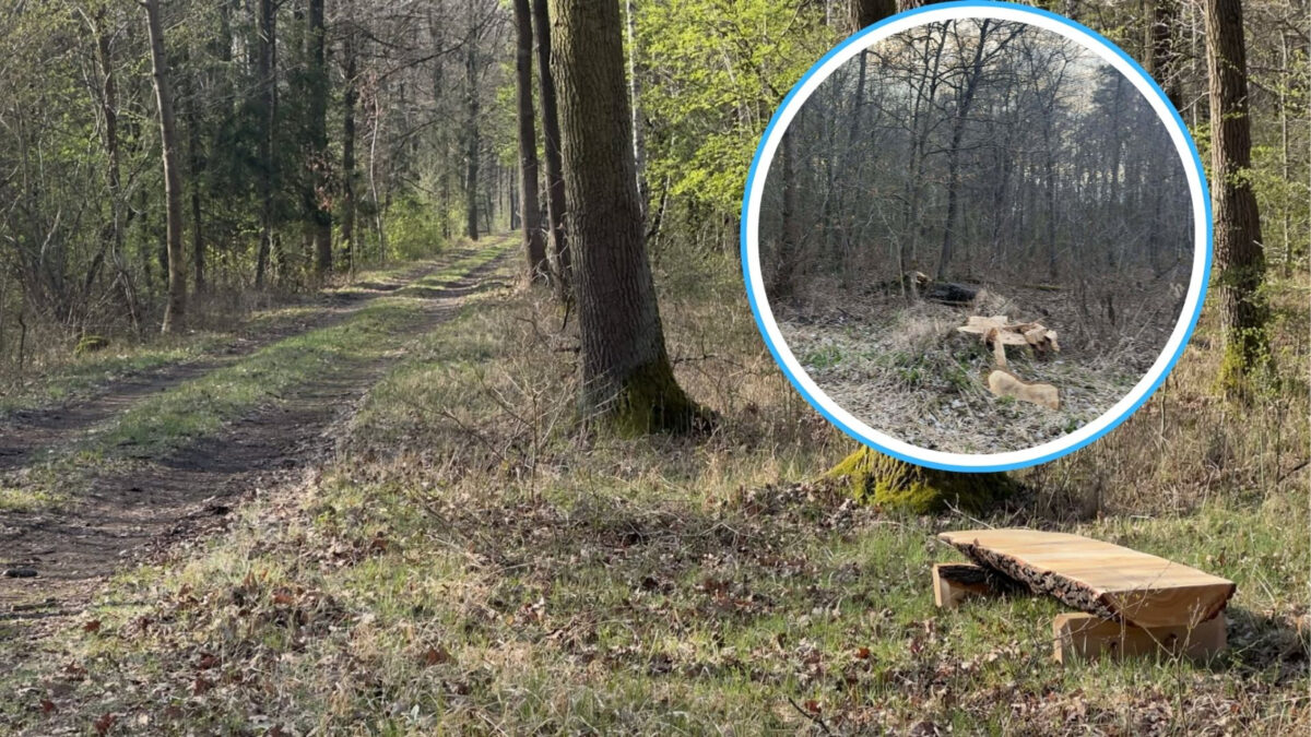 Las rekreacyjny Opole