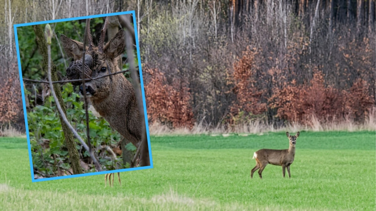 Koziołek z paskudną naroślą na Wyspie Bolko. Straż Miejska: Dzikich zwierząt nie wyłapujemy