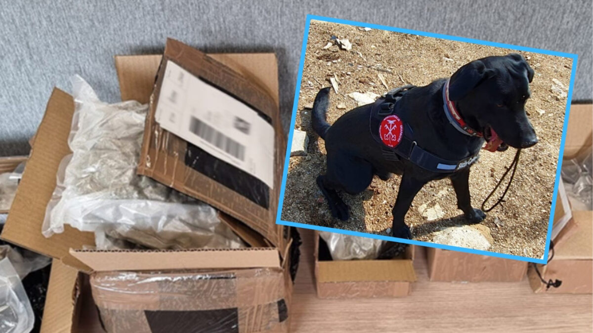 Hunter wywęszył narkotyki w przesyłkach kurierskich. Akcja opolskiej KAS