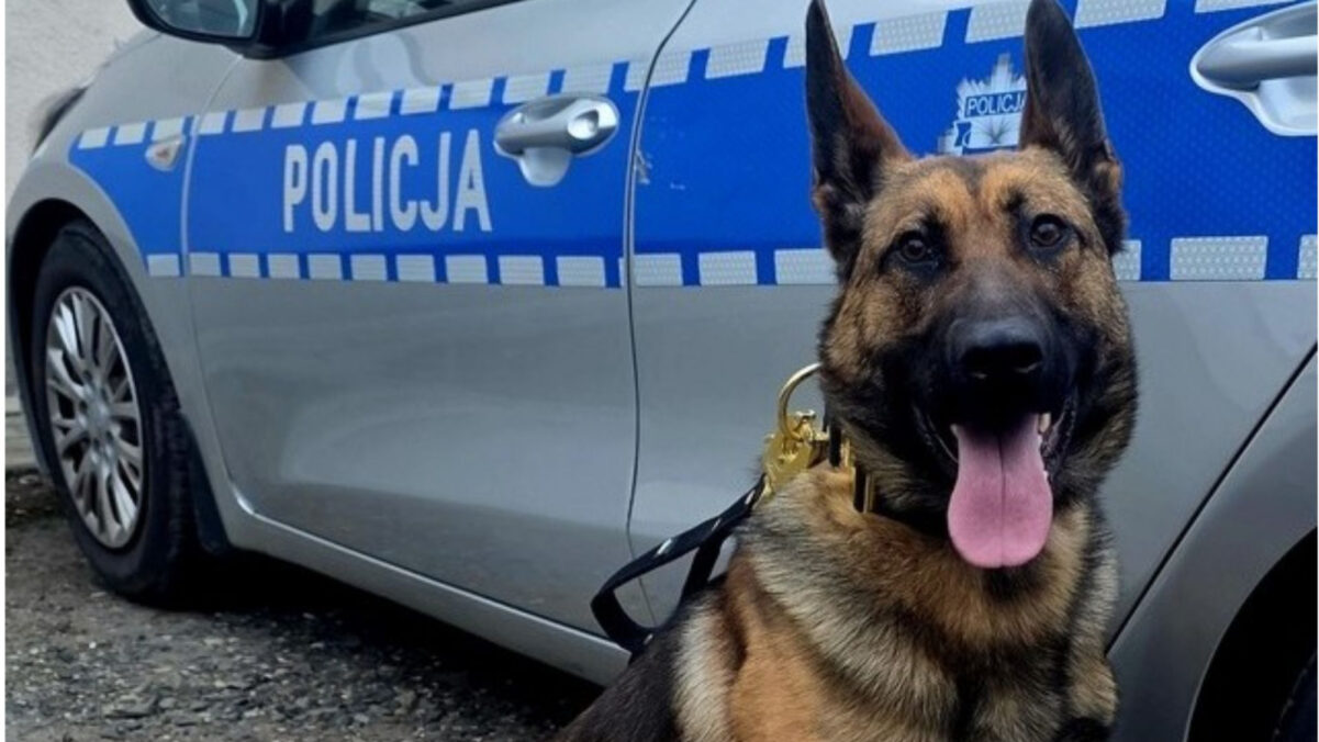 Wagat pilnuje Głubczyc. Nowy pies w służbie