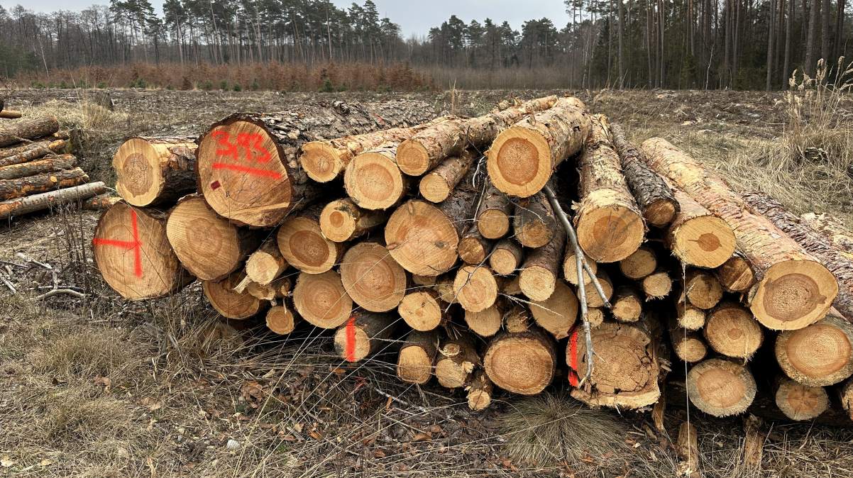 Wycinki w lasach w Opolu mają być większe. „Sosny zamierają”