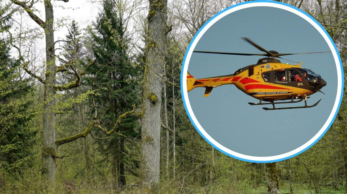 Wypadek w lesie w Żędowicach. Drzewo przygniotło prowadzącego wycinkę