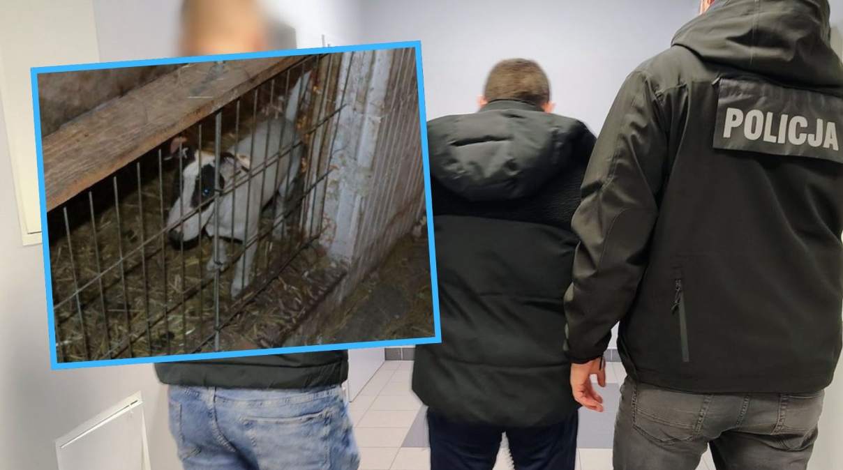 Trzymał dziesięć psów w kojcach pełnych odchodów. W domu miał narkotyki i broń