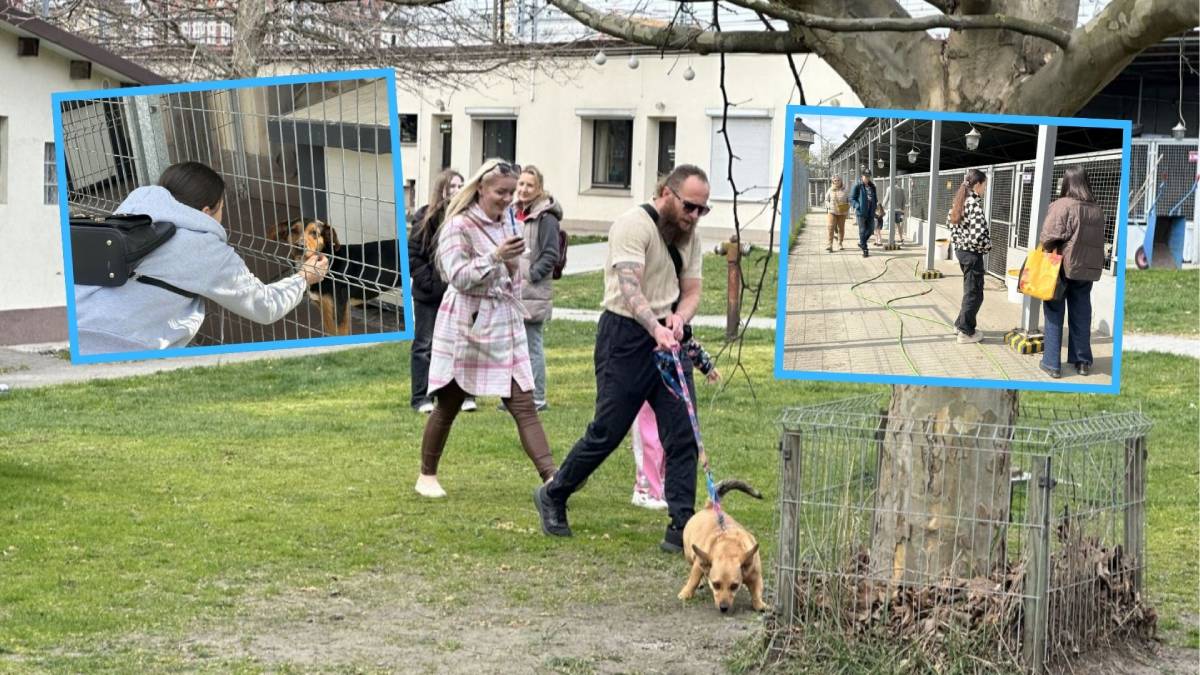 Dni otwarte w schronisku. Opolanie są tu całymi rodzinami