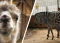 Narodziny w zoo w Opolu
