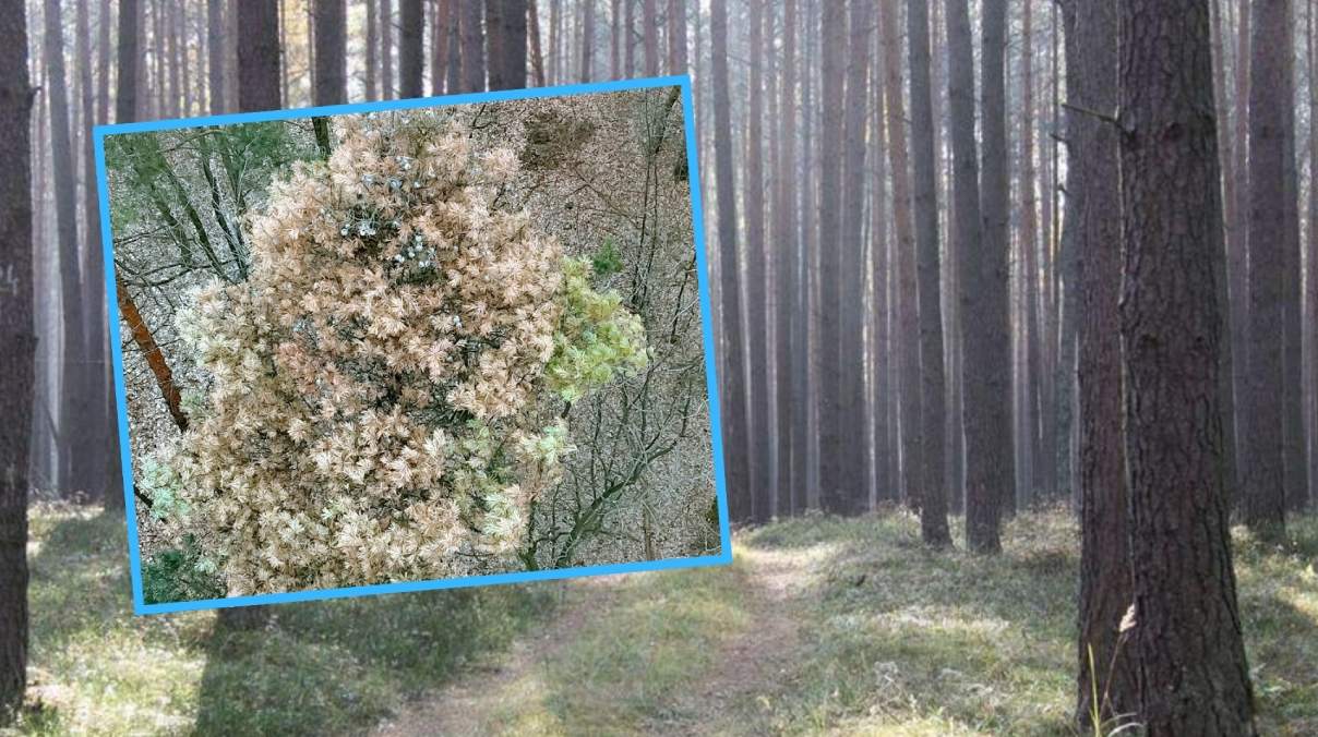 Sosny schną na potęgę. Znikną z naszych lasów?