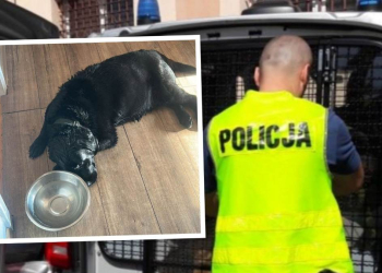 Labrador w Prudniku