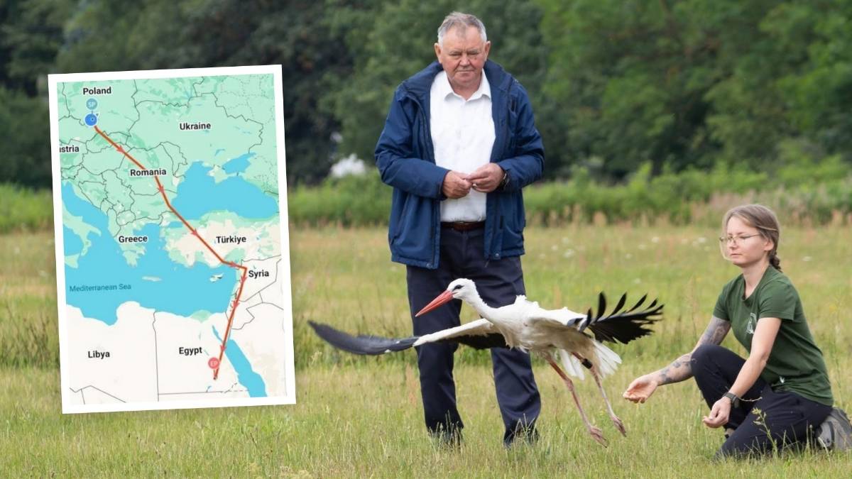 Przeszedł leczenie i pokonał tysiące kilometrów. Młody bocian jest już w Afryce