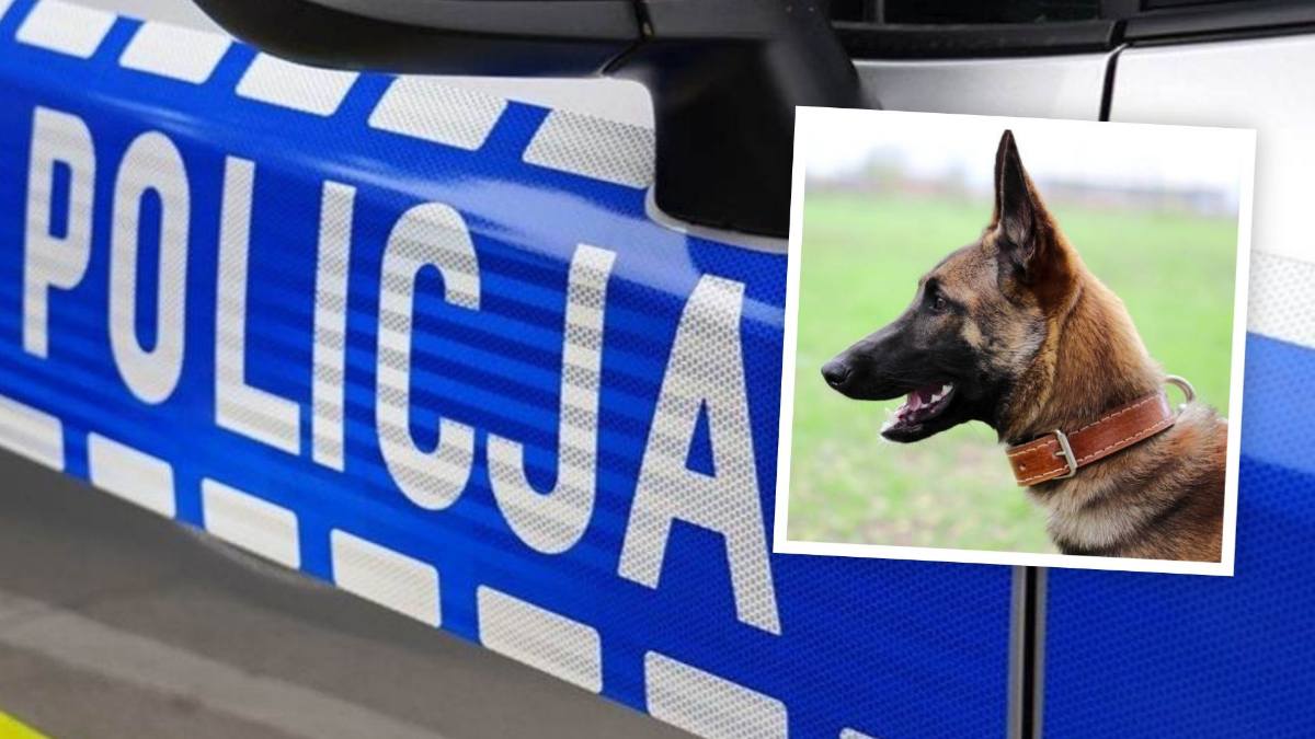 15-latka dotkliwie pogryziona przez psa. Ma rany głowy i szyi